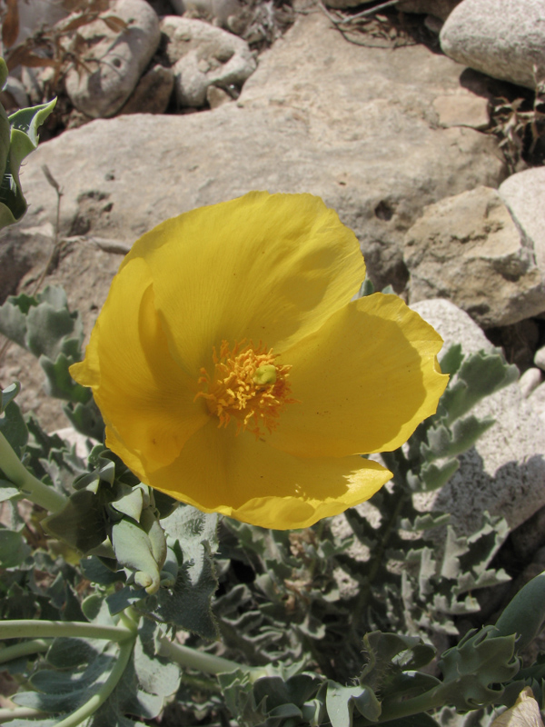 Изображение особи Glaucium flavum.