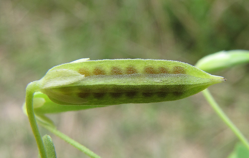 Image of Oxalis dillenii specimen.