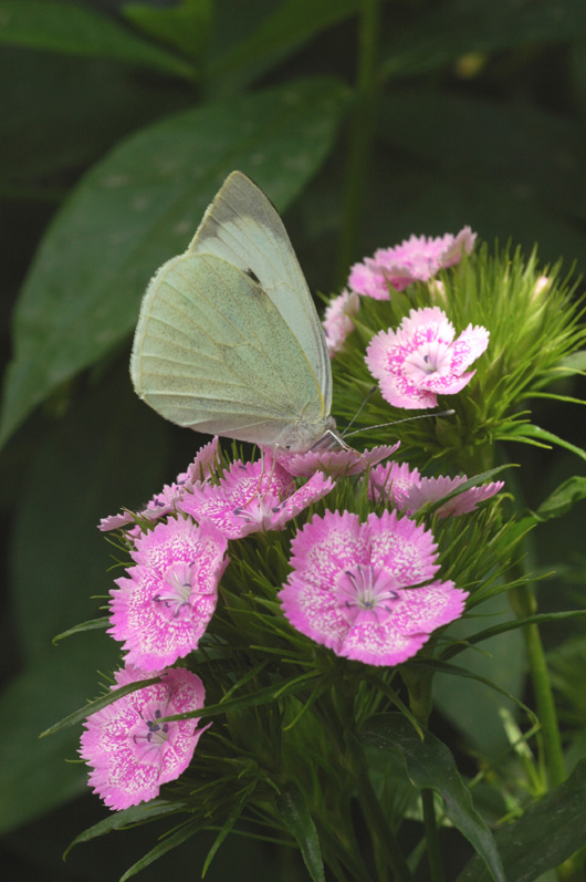 Image of Dianthus barbatus specimen.