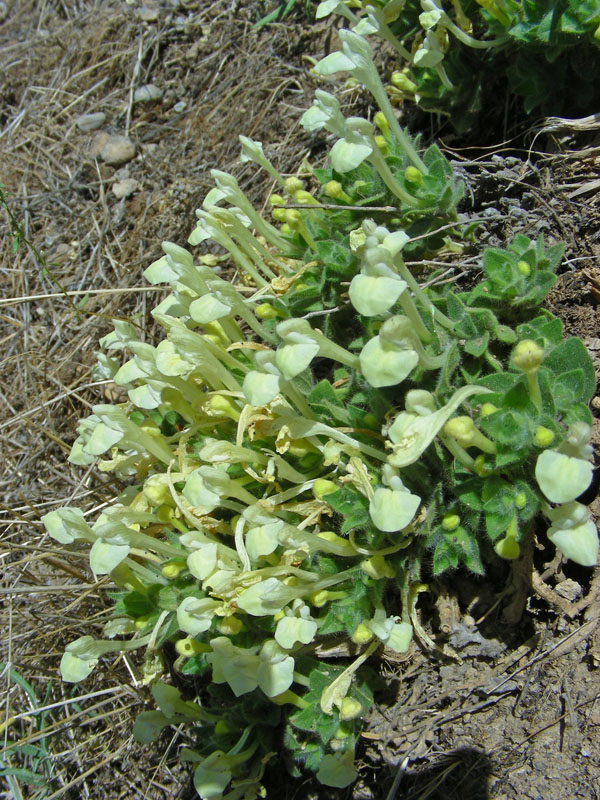 Изображение особи Scutellaria immaculata.