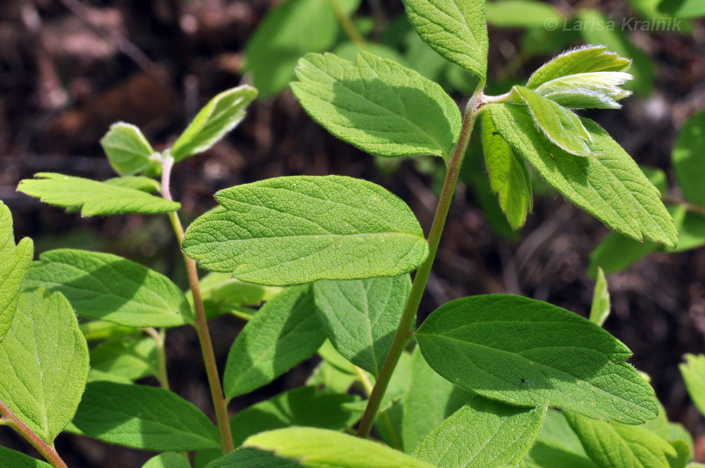 Image of Spiraea sericea specimen.