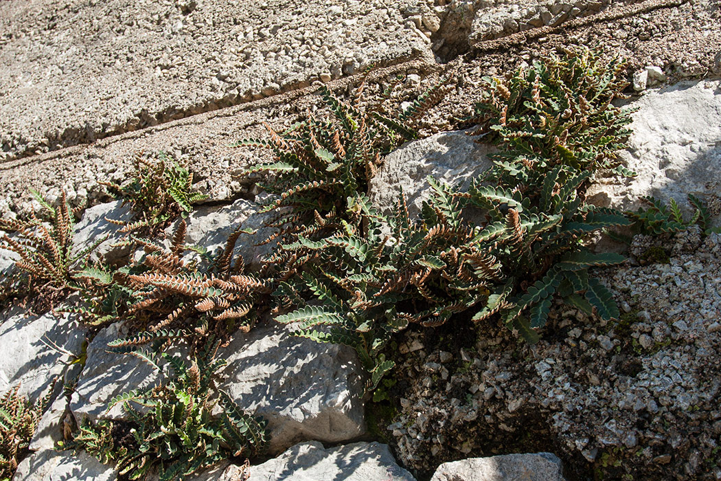 Image of Ceterach officinarum specimen.