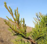 Juniperus foetidissima. Верхушка ветви. Краснодарский край, г. Геленджик, окр. пос. Кабардинка, гора Безумная, юго-западный склон. 03.11.2014.