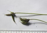 Astragalus levieri