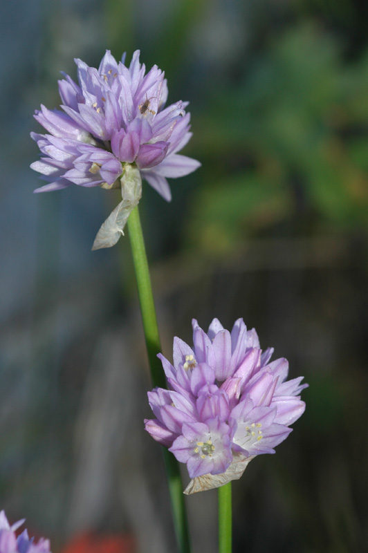 Image of Allium schoenoprasoides specimen.