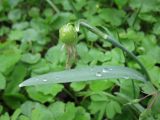 Galanthus nivalis. Плодоносящее растение. Украина, Киевская обл., Ставищенское лесничество, дубово-грабовый лес. 15.04.2015.