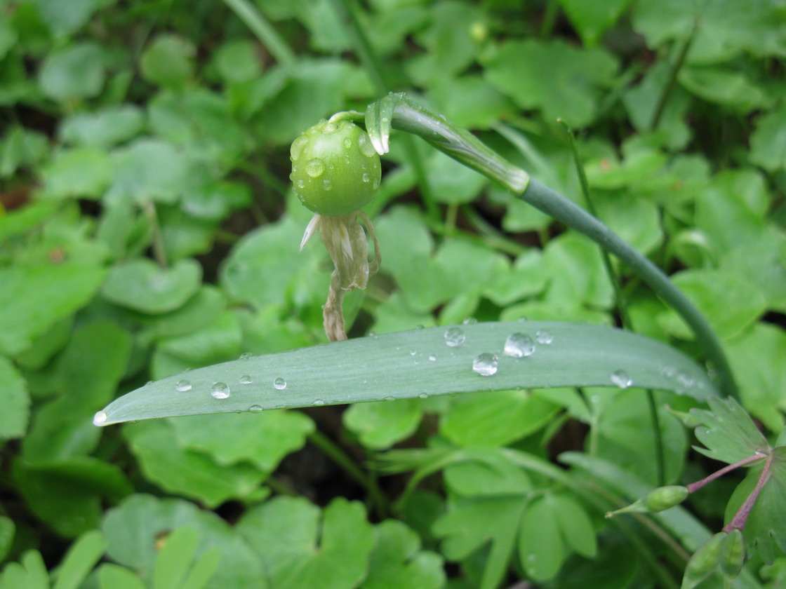 Image of Galanthus nivalis specimen.