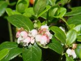 Vaccinium vitis-idaea. Цветки и листья. Иркутская обл., Шелеховский р-н, окр. пос. Глубокая, лес. 22.06.2014.