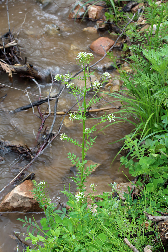Image of Cardamine impatiens specimen.