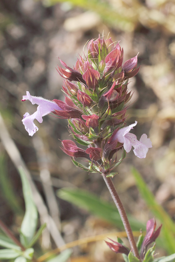 Image of Dracocephalum integrifolium specimen.