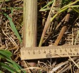 Conioselinum tataricum