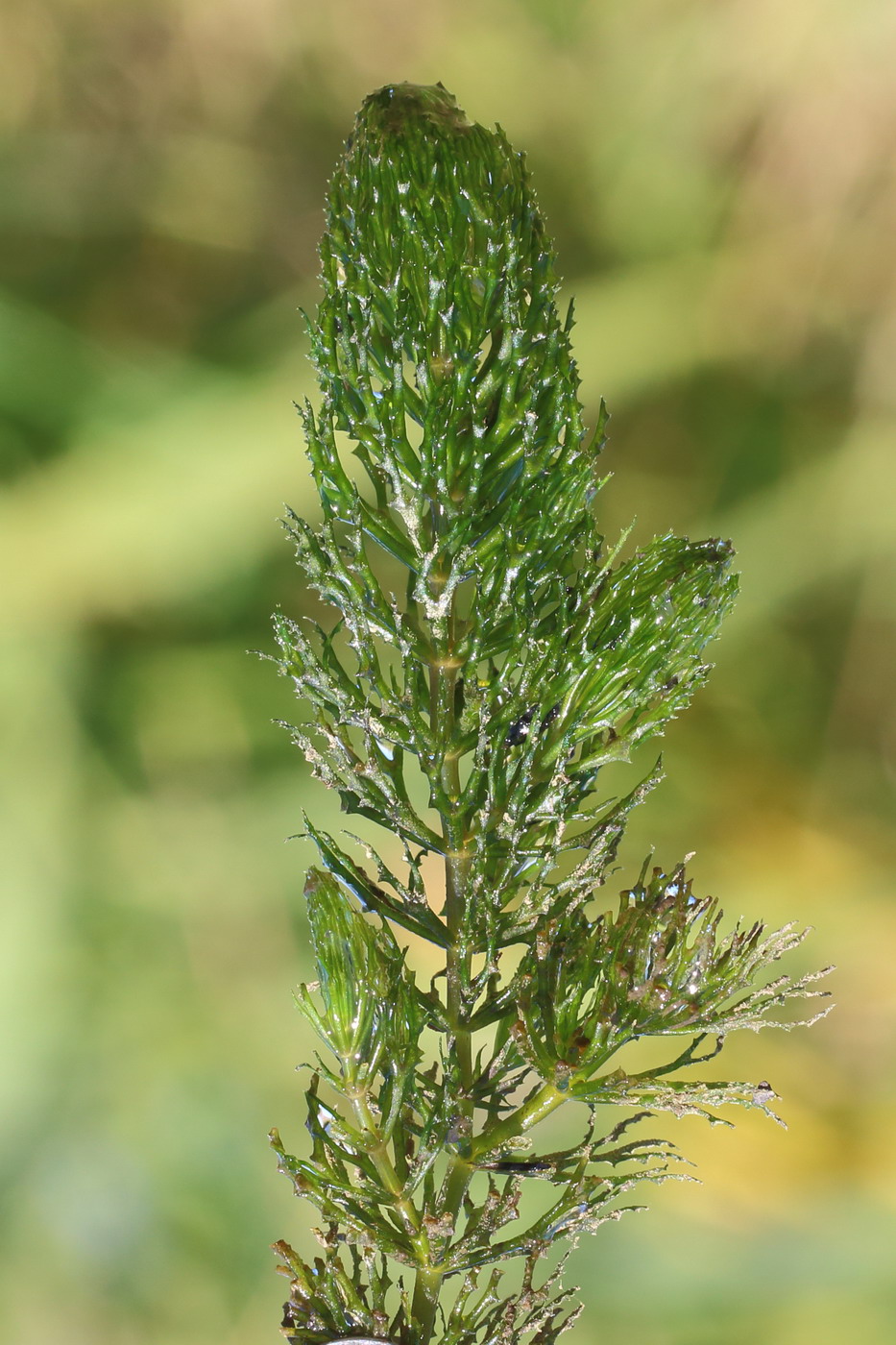 Изображение особи Ceratophyllum demersum.