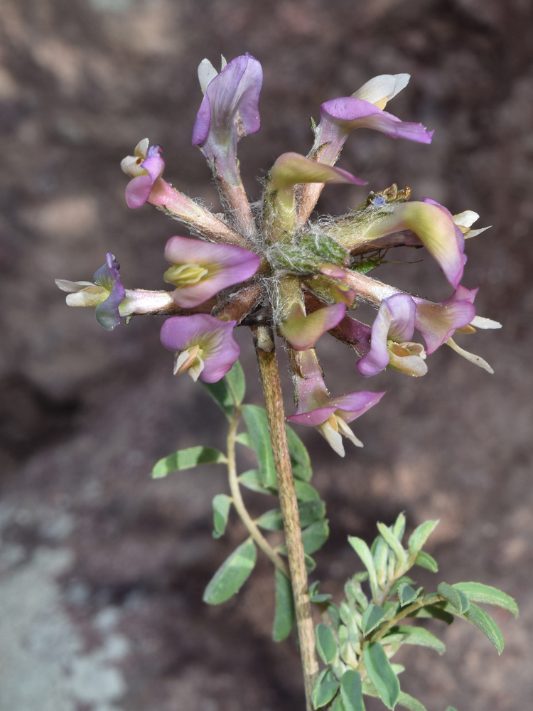 Изображение особи Astragalus neolipskyanus.