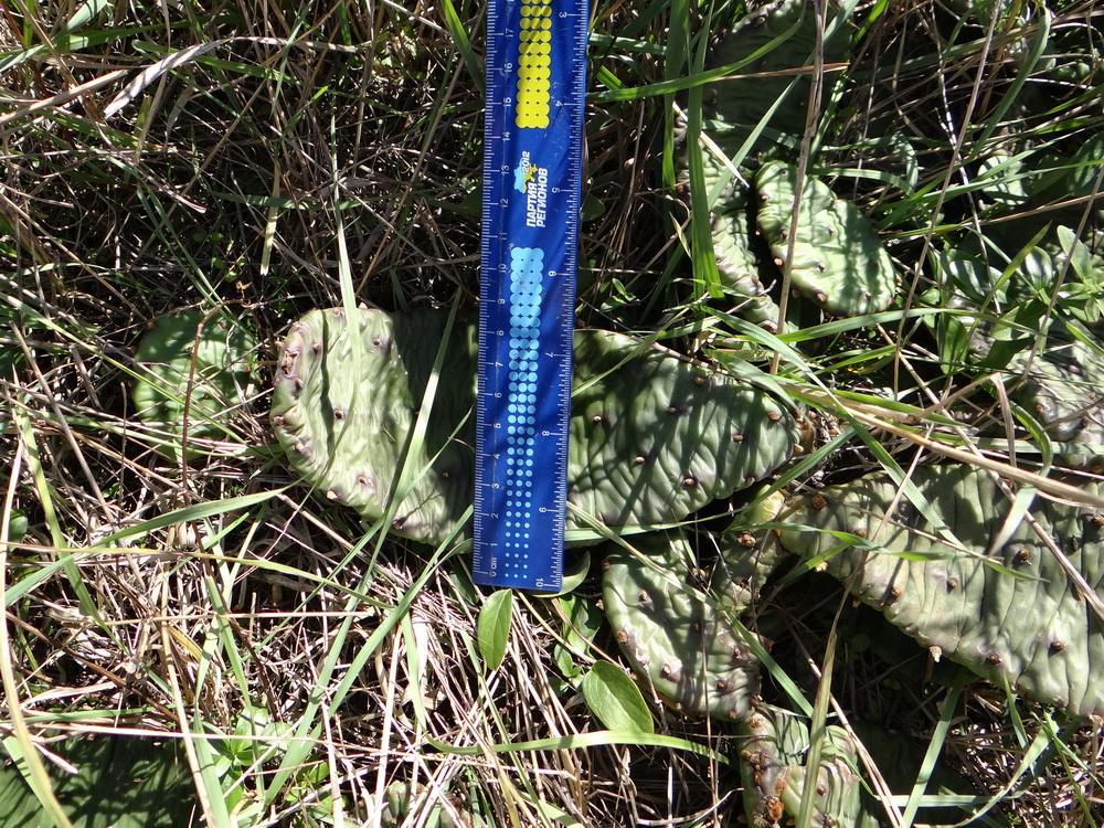Image of Opuntia humifusa specimen.