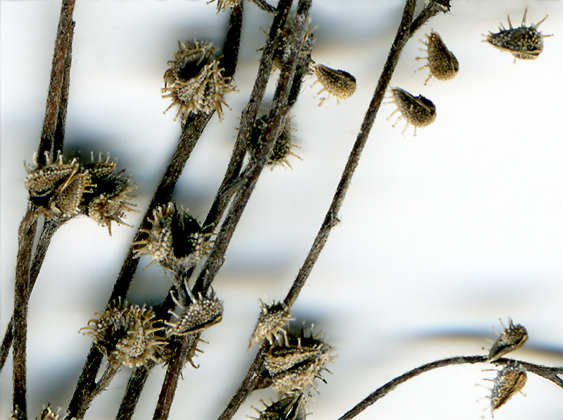 Image of genus Lappula specimen.