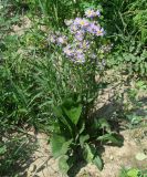 Aster tataricus