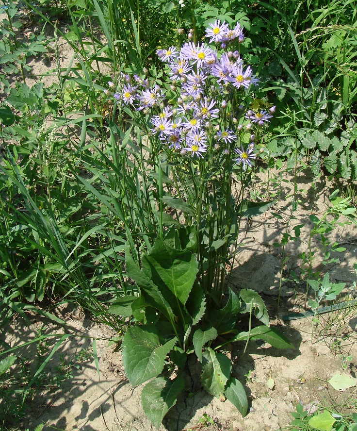 Image of Aster tataricus specimen.