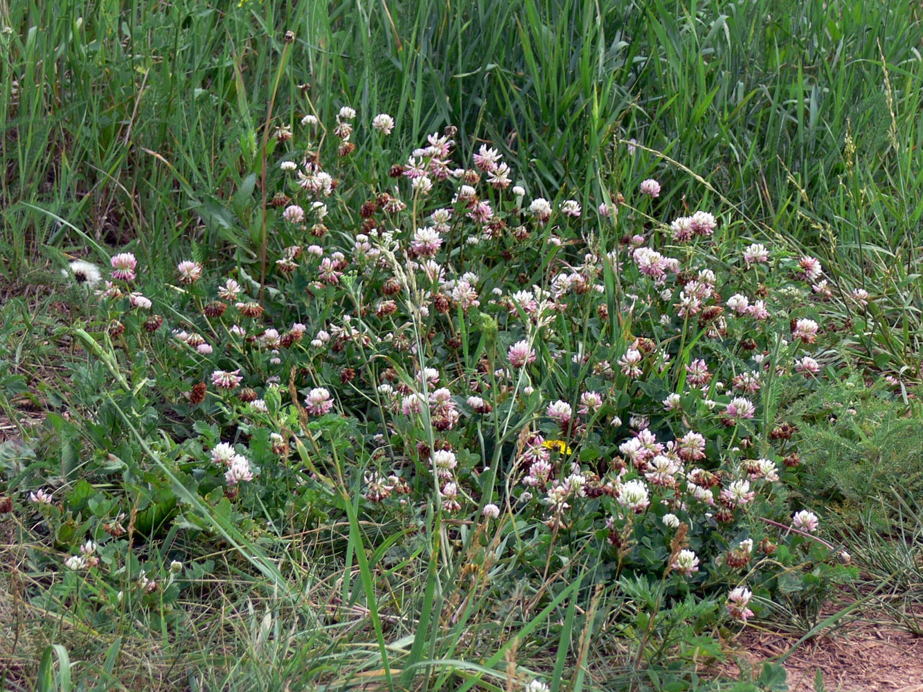 Изображение особи Trifolium hybridum.