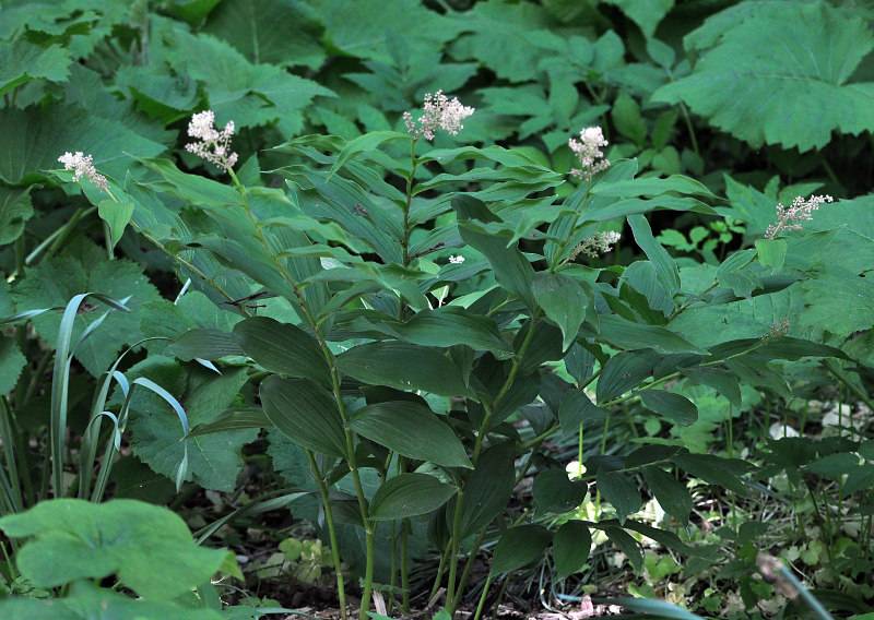 Изображение особи Smilacina racemosa.