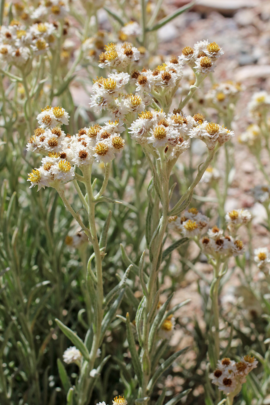 Image of Anaphalis velutina specimen.