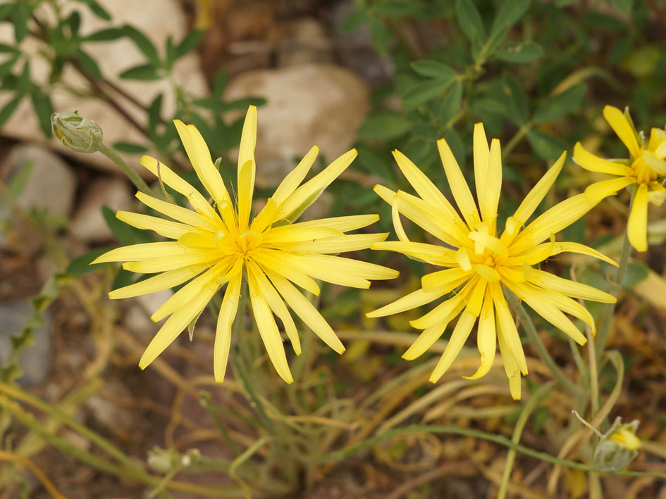 Изображение особи Scorzonera circumflexa.