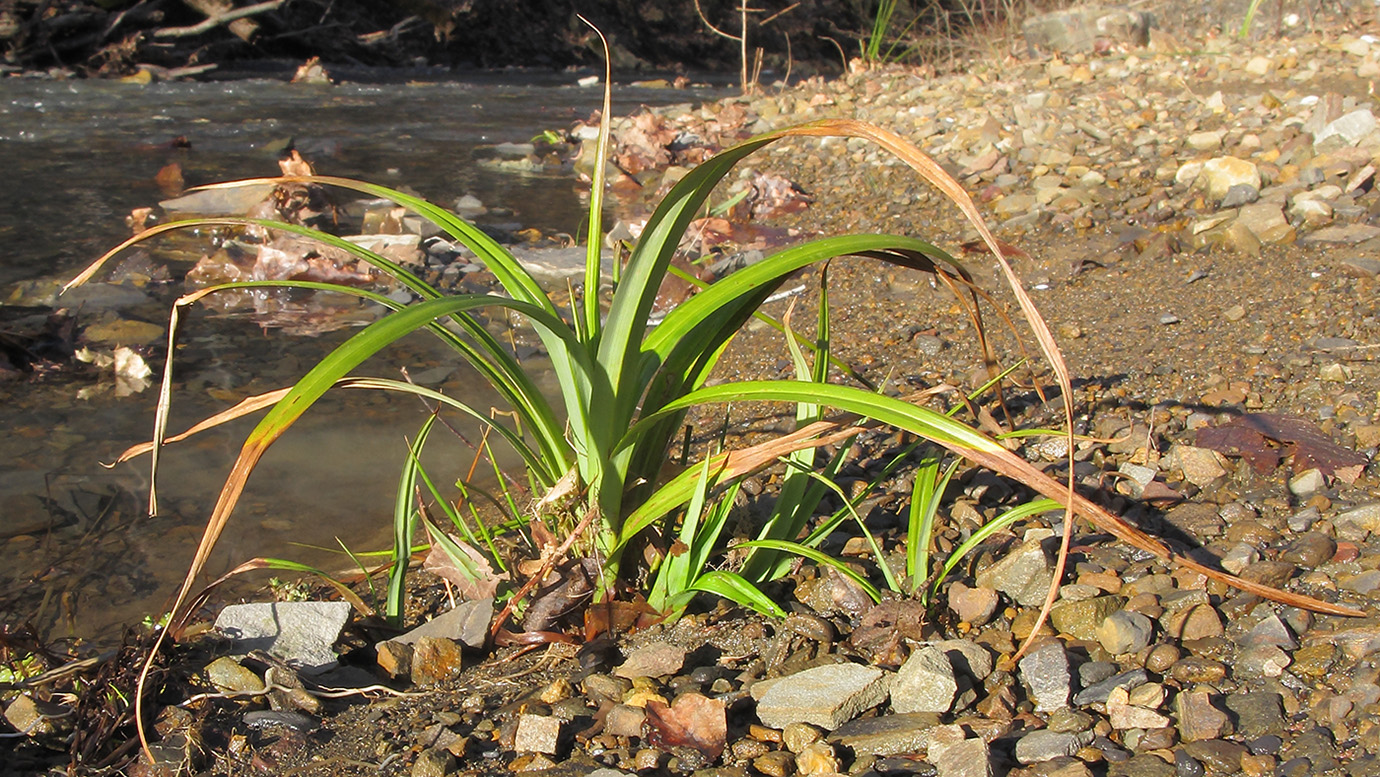 Изображение особи Carex pendula.