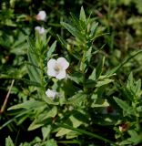 Gratiola officinalis