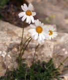 Pyrethrum alatavicum. Соцветия - корзинки. Кыргызстан, Нарынская обл., левый берег р. Нарын, окр. с. Кенеш, выход известняков. 08.06.2015.