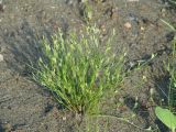 Juncus nastanthus. Плодоносящие растения. Иркутская обл., Иркутский р-н, близ устья р. Иркут, берег небольшого водоёма. 15.07.2015.