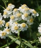 Achillea cartilaginea