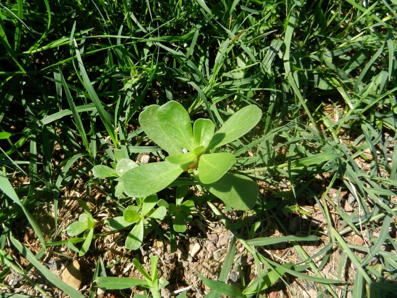 Image of Portulaca oleracea specimen.