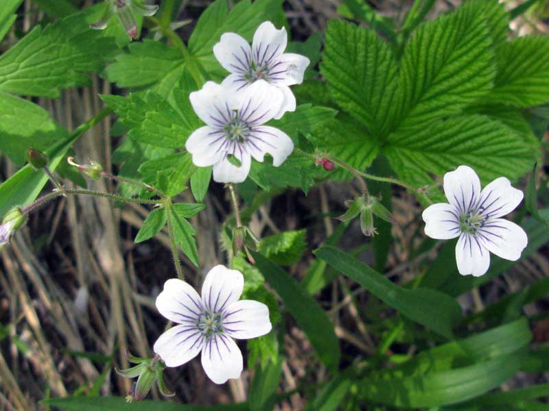 Изображение особи Geranium krylovii.