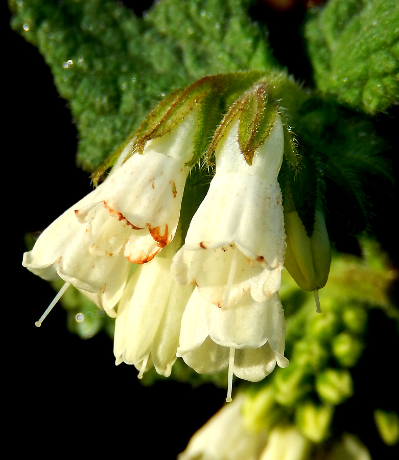 Image of Symphytum tauricum specimen.