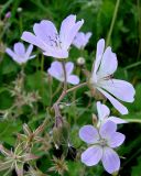 Geranium sylvaticum. Верхушка побега с цветками и завязывающимися плодами. Ленинградская обл., г. Волхов, Октябрьская наб. 06.06.2010.