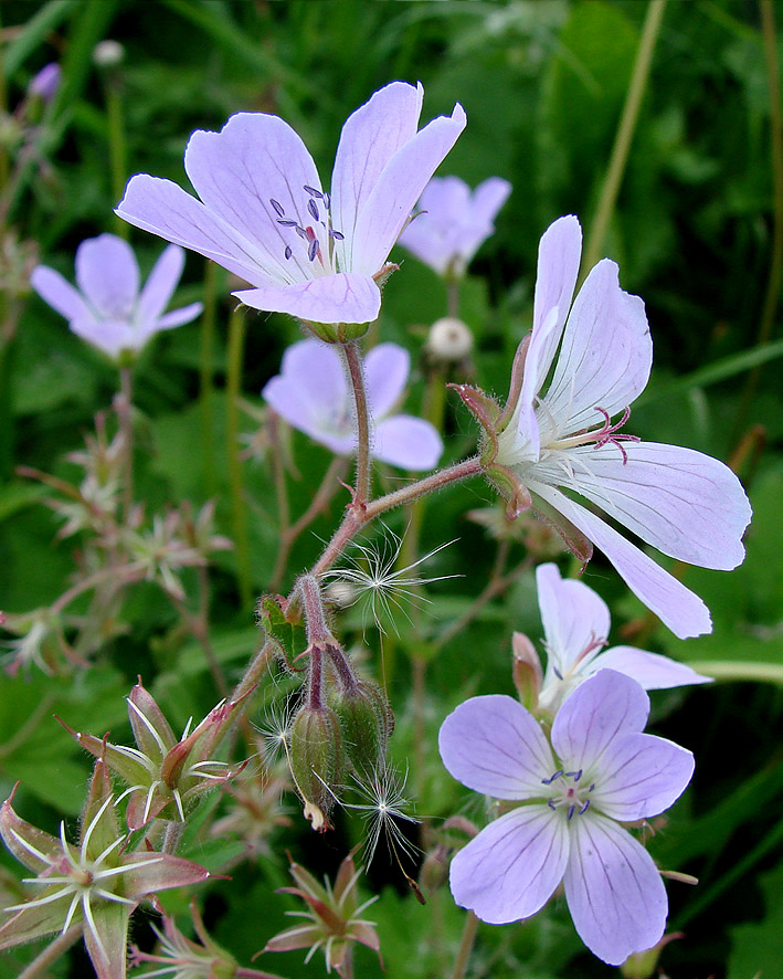 Изображение особи Geranium sylvaticum.