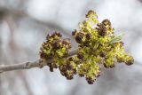 Fraxinus pennsylvanica. Верхушка ветви с соцветиями и распускающимися листьями. Воронежская обл., Лискинский р-н, окр. с. Дивногорье. 02.05.2015.