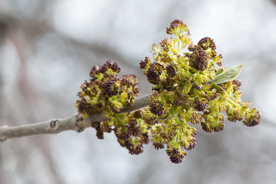 Изображение особи Fraxinus pennsylvanica.