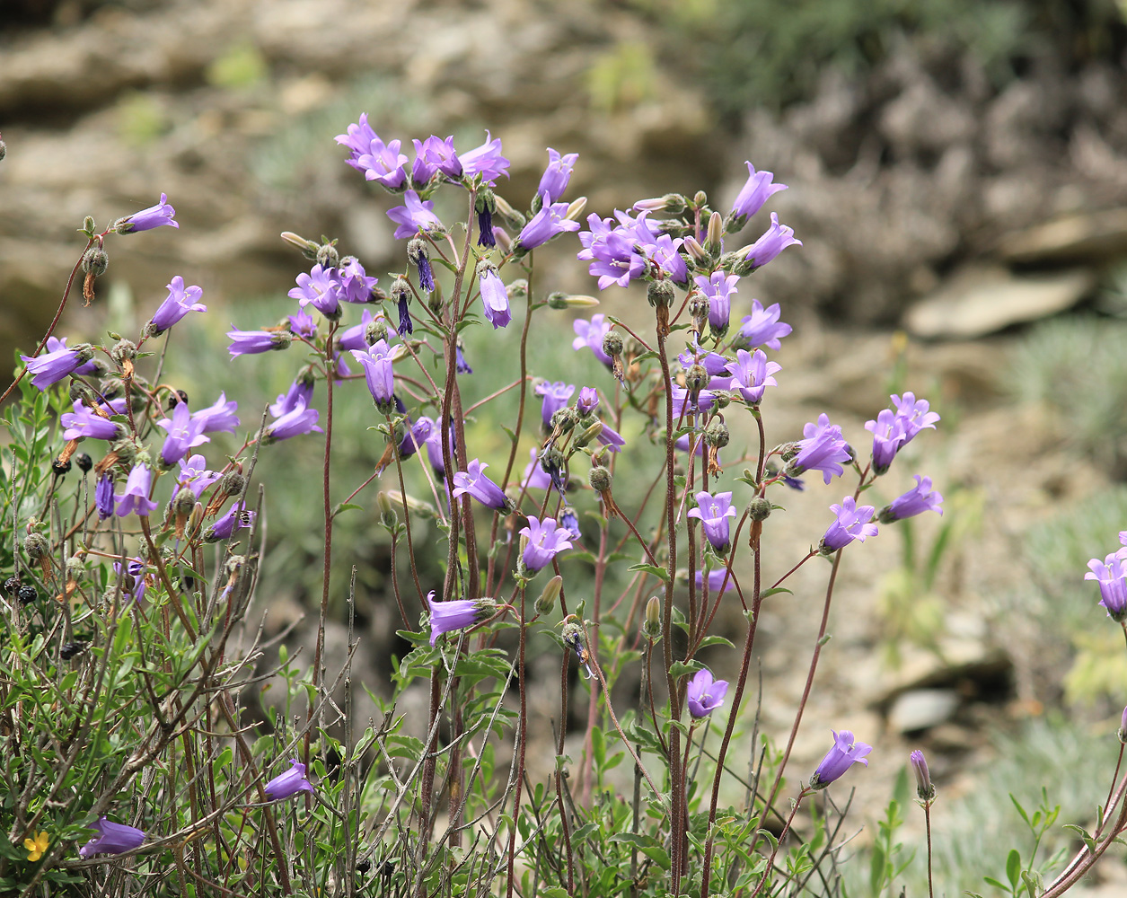Изображение особи Campanula komarovii.