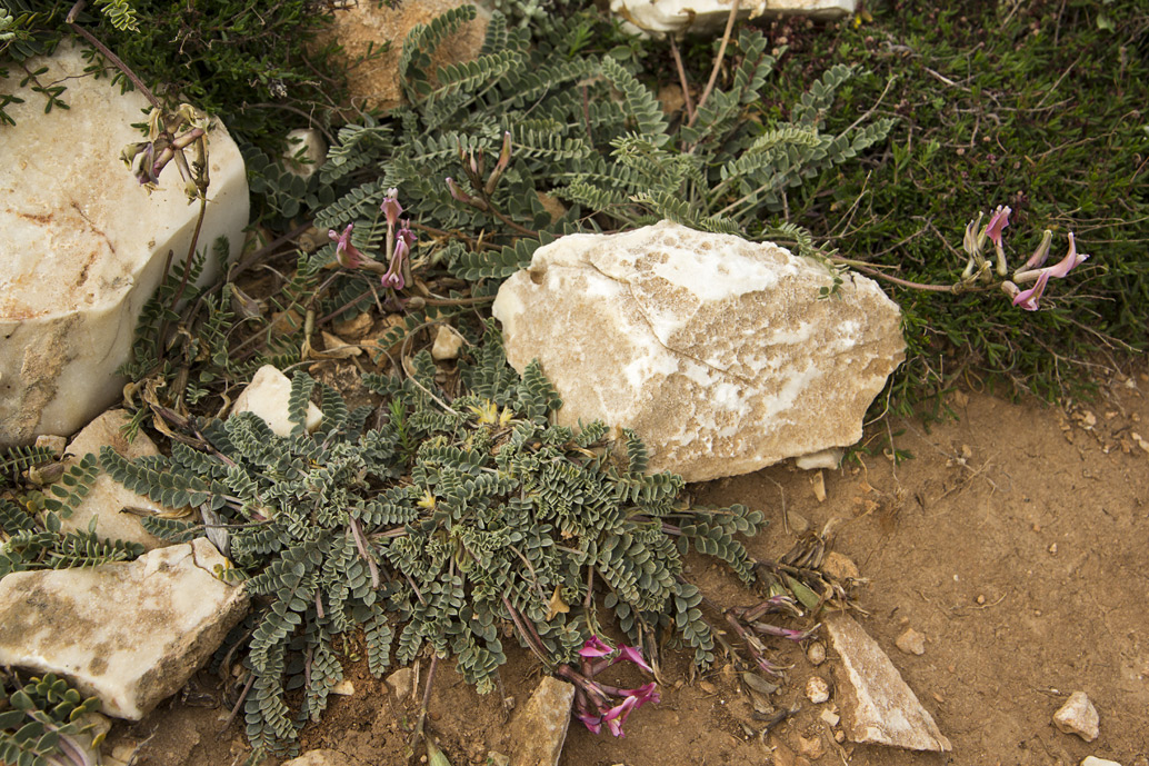 Image of Astragalus spruneri specimen.