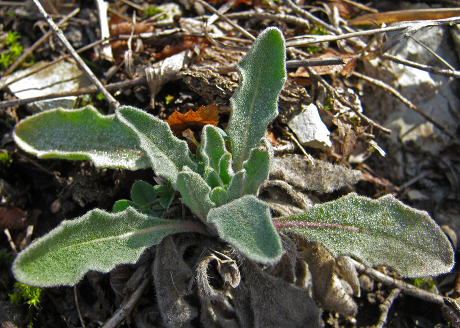 Image of Fibigia eriocarpa specimen.