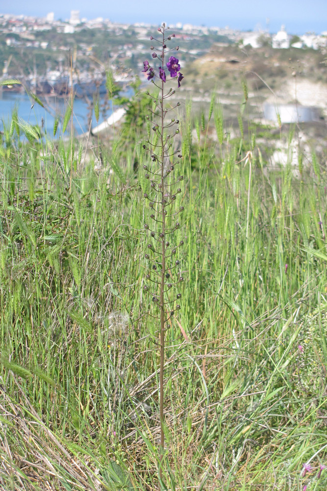 Image of Verbascum phoeniceum specimen.