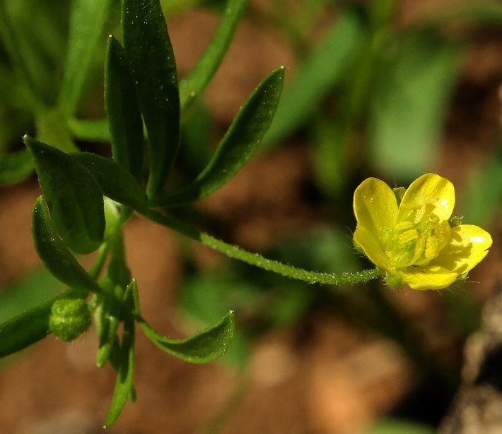 Image of Ranunculus arvensis specimen.