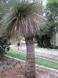 Xanthorrhoea australis