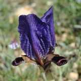 Iris paradoxa