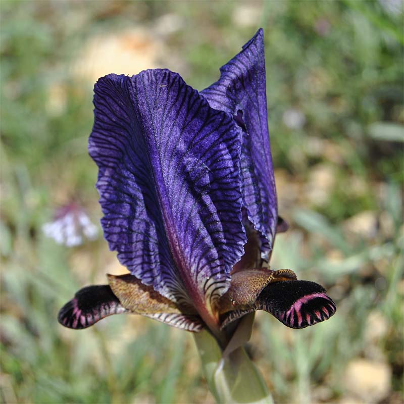 Image of Iris paradoxa specimen.