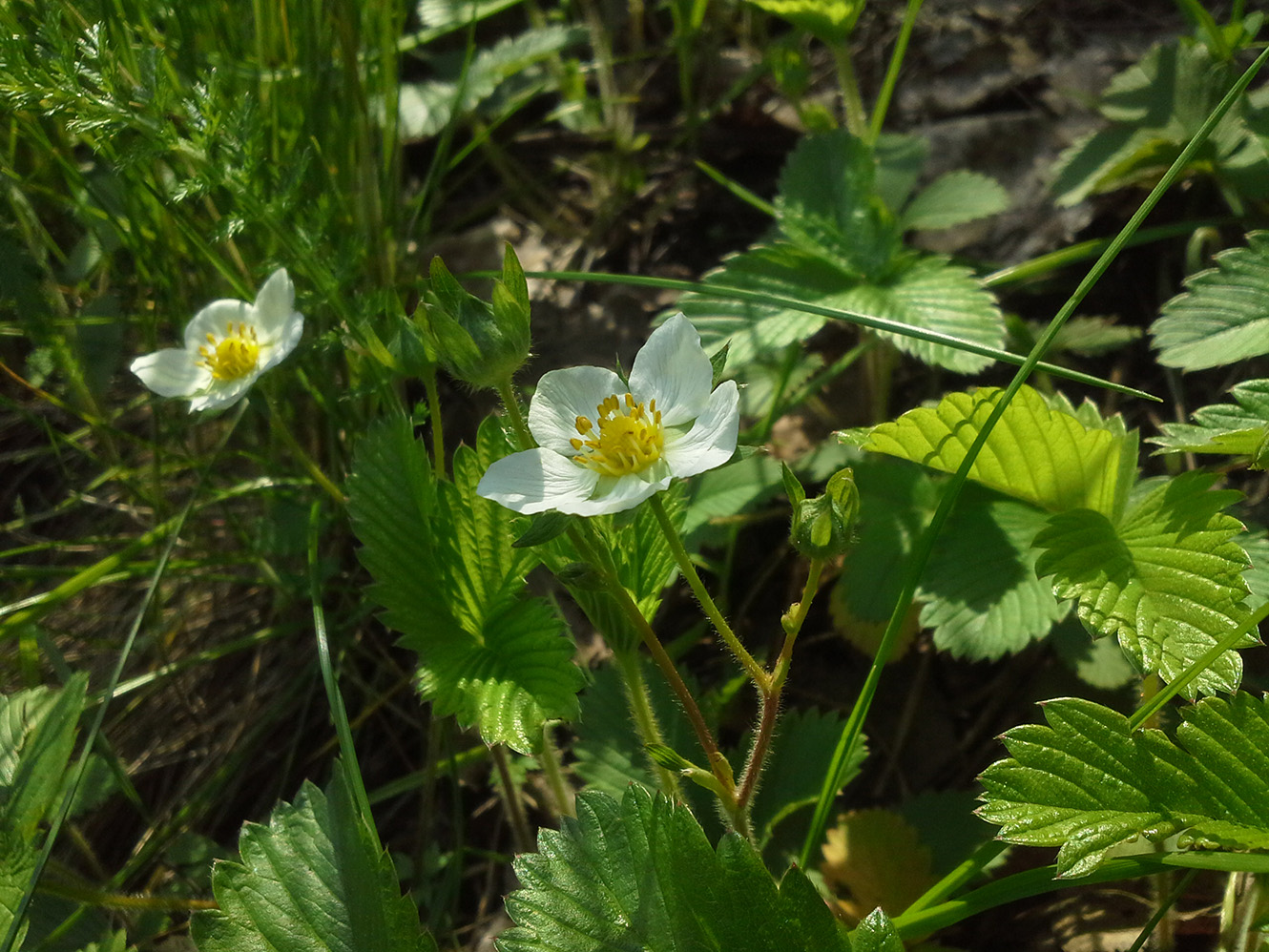 Изображение особи Fragaria viridis.