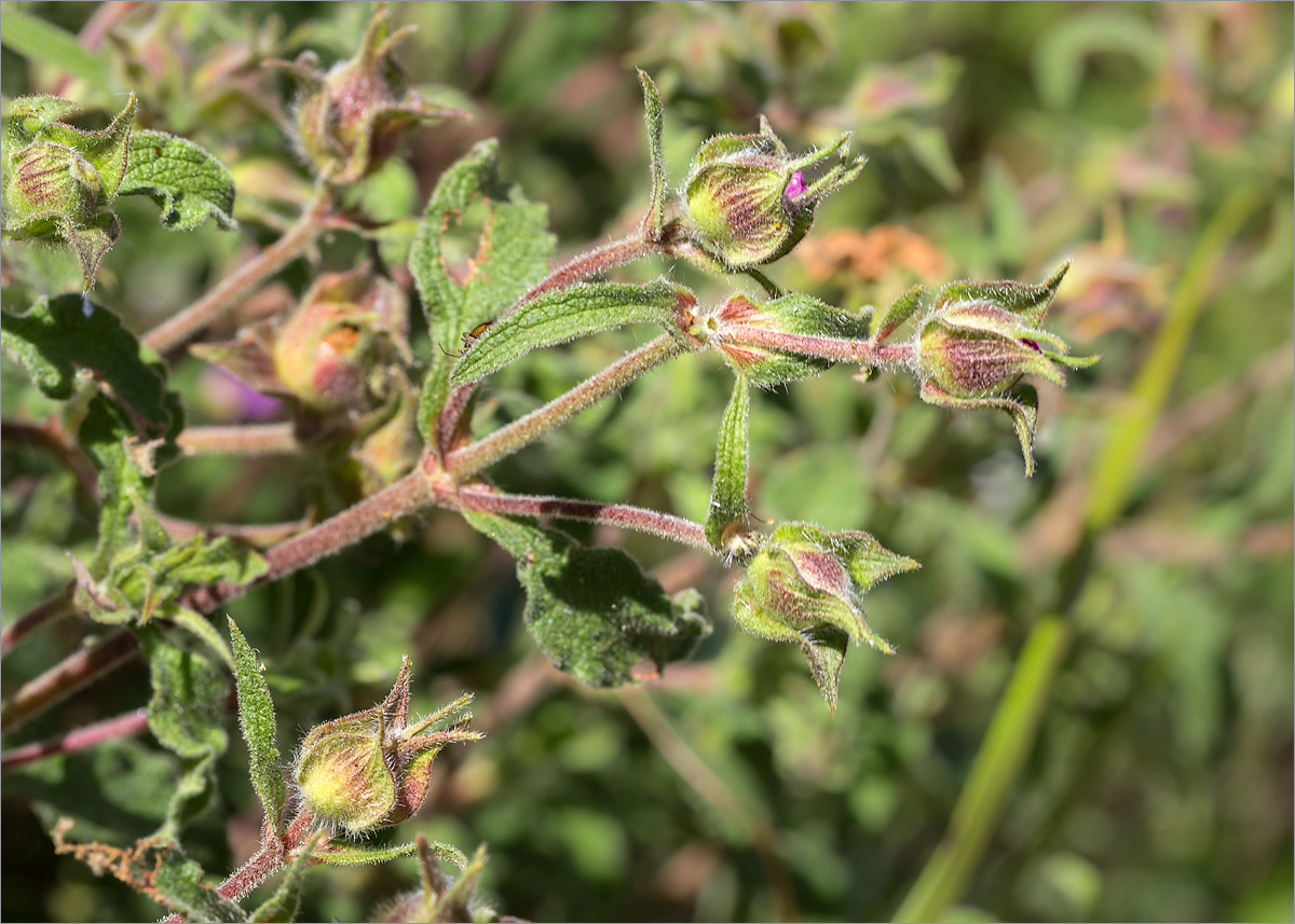 Изображение особи Cistus creticus.