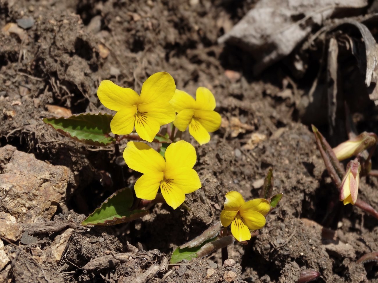 Image of Viola orientalis specimen.