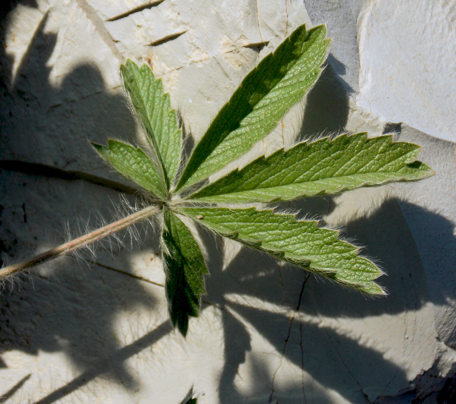 Image of Potentilla callieri specimen.