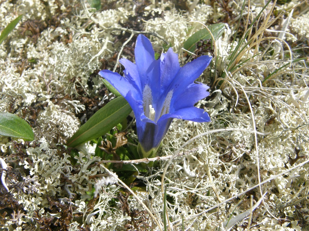 Изображение особи Gentiana grandiflora.